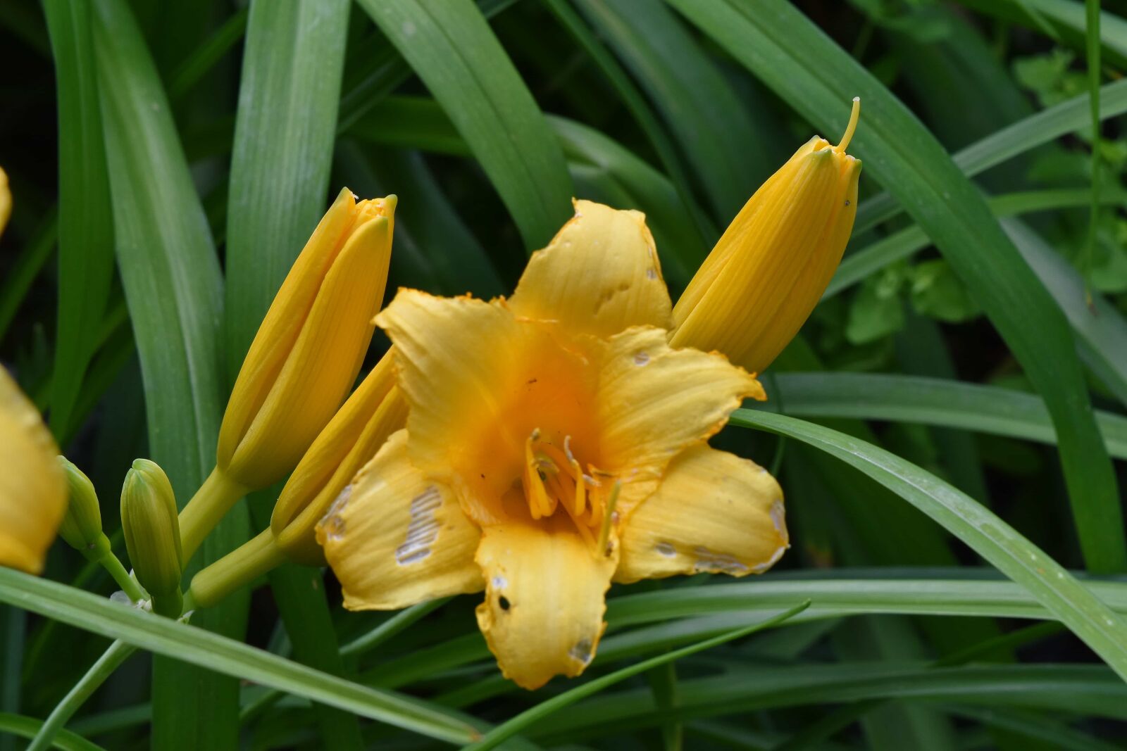 Nikon D5500 sample photo. Flower garden, lily, yellow photography
