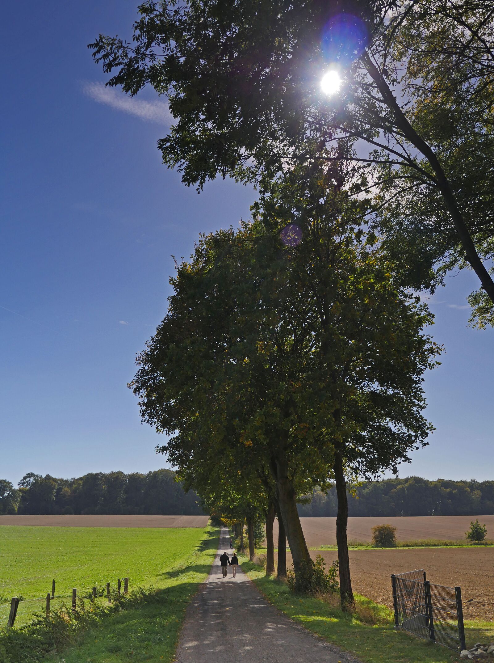Panasonic Lumix DMC-GX8 sample photo. Autumn walk, lane, landscape photography