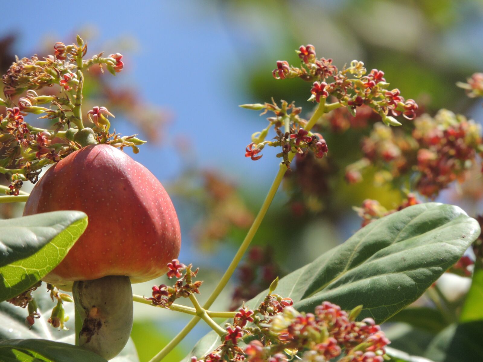 Nikon Coolpix P510 sample photo. Cashew, fruit, blooming photography