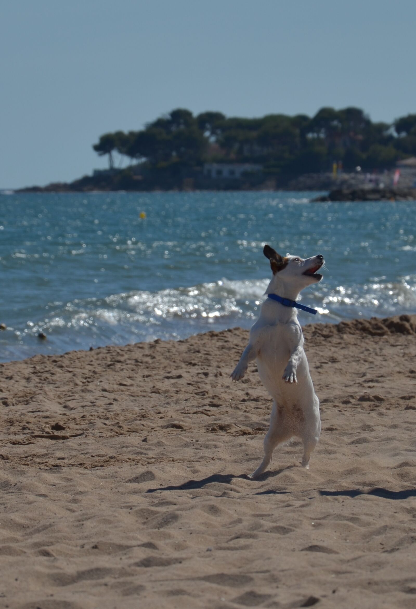 Nikon D5100 sample photo. Dog, pet, young photography
