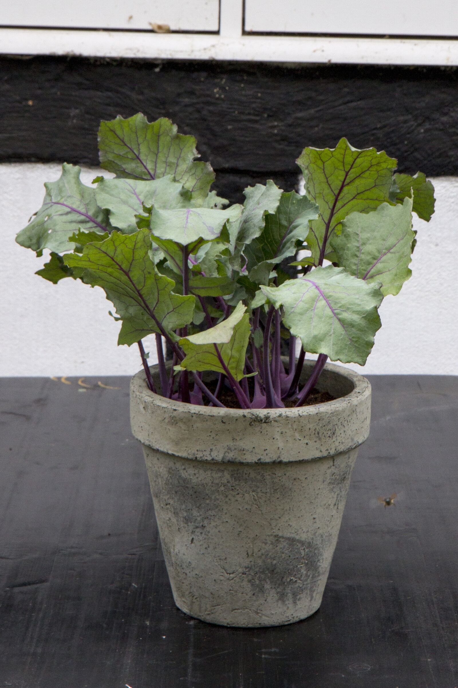 Canon EOS 60D sample photo. Cabbage, garden, vegetables photography