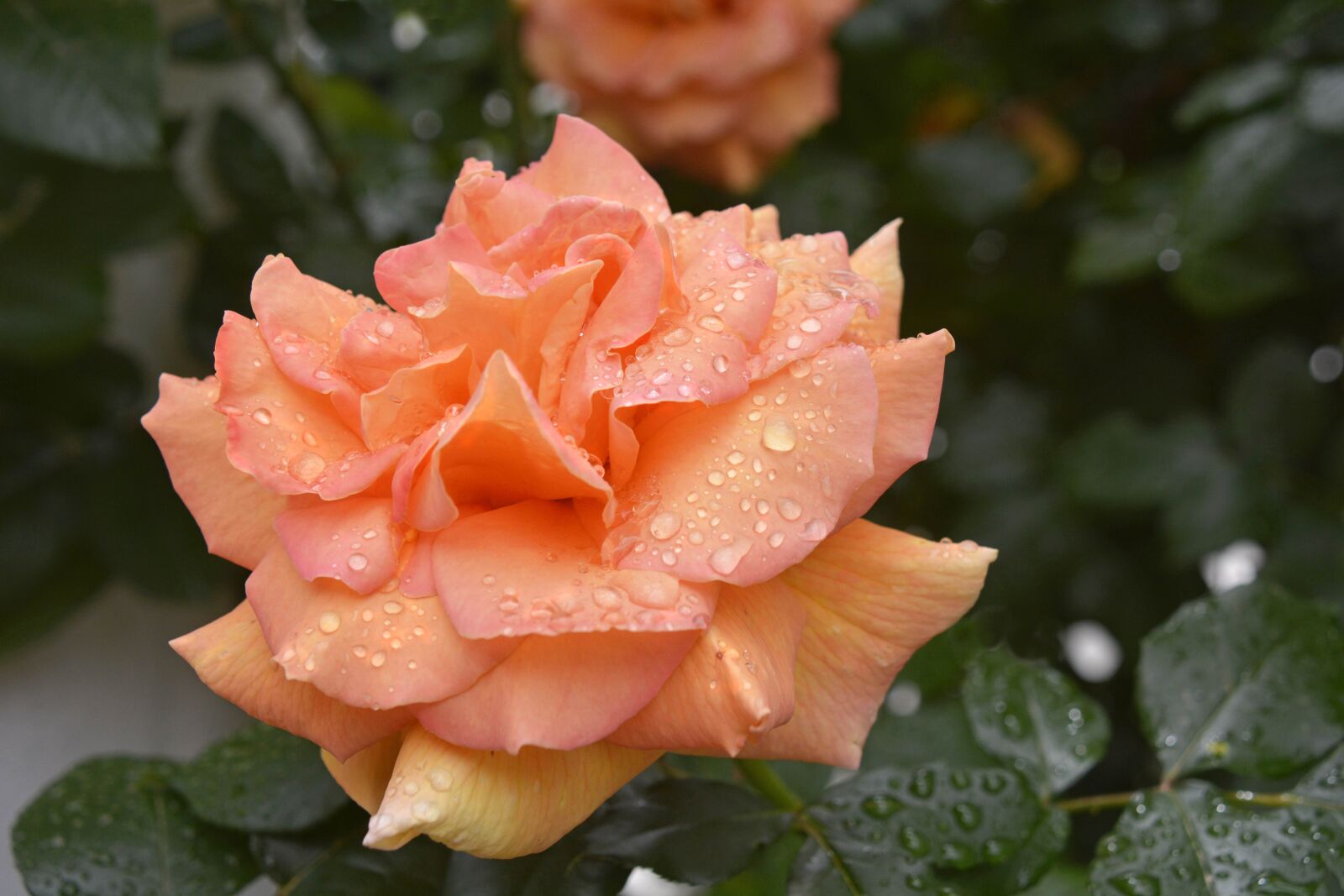Nikon D7100 sample photo. Flower, pink, after the photography