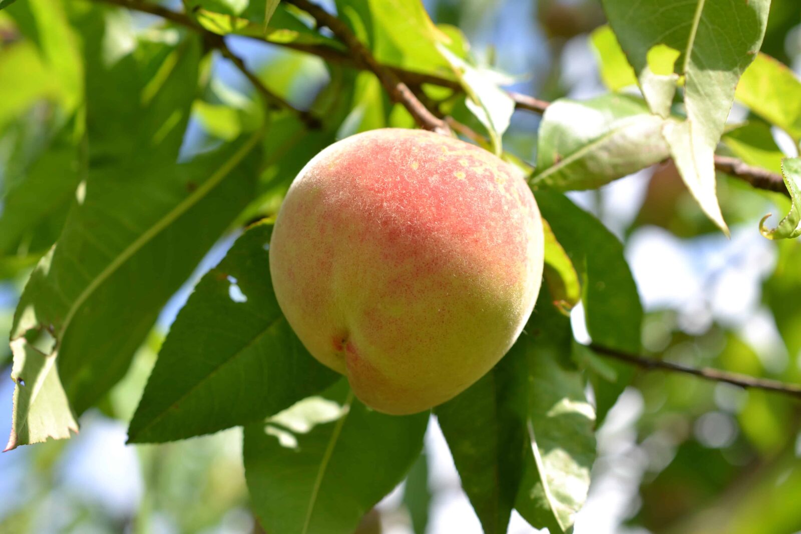 Nikon D3100 + Nikon AF-S DX Micro Nikkor 40mm F2.8 sample photo. Peach, orchard, nature, summer photography