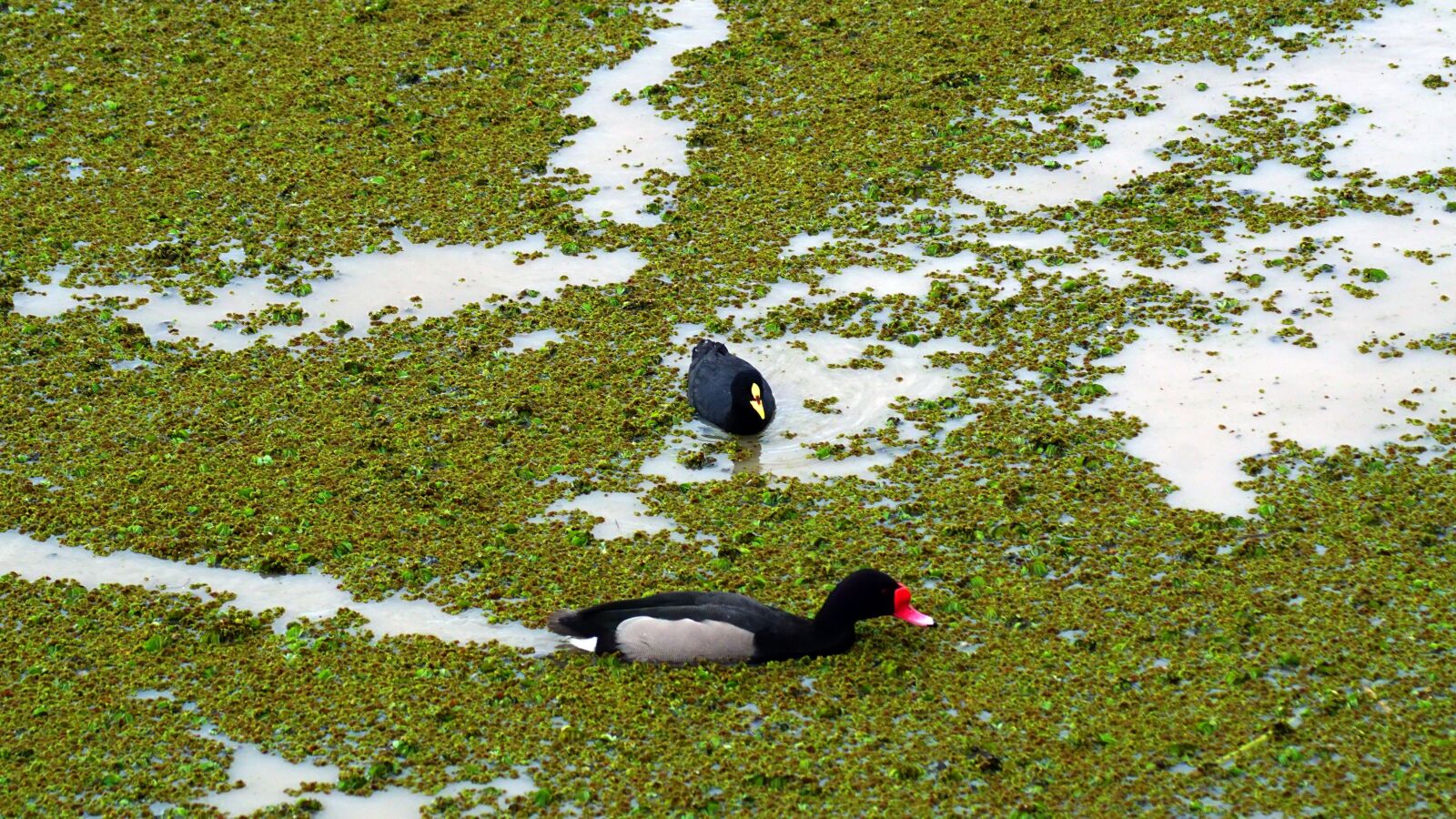 Sony ILCA-77M2 sample photo. Birds, ducks, laguna photography