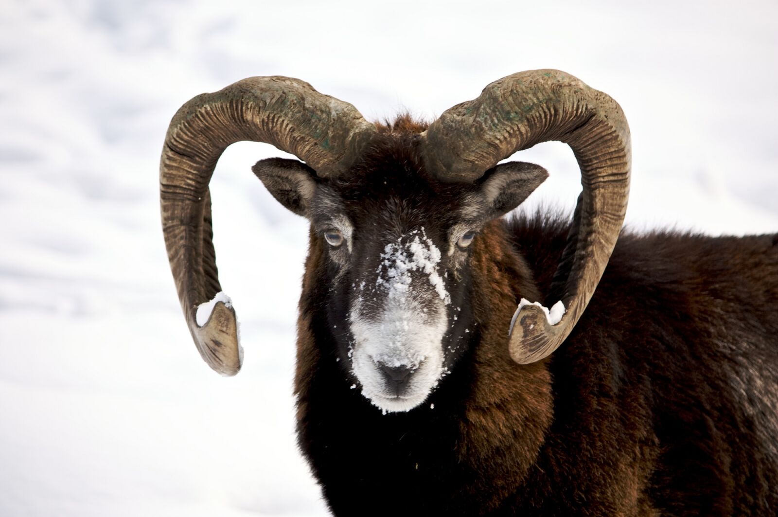 Canon EOS 450D (EOS Rebel XSi / EOS Kiss X2) sample photo. Big horn sheep, ram photography
