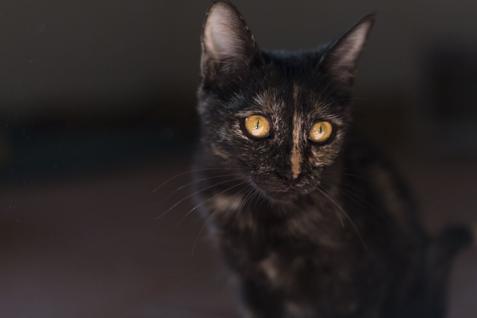Canon EOS 5D Mark III sample photo. Malai, cat, animal photography