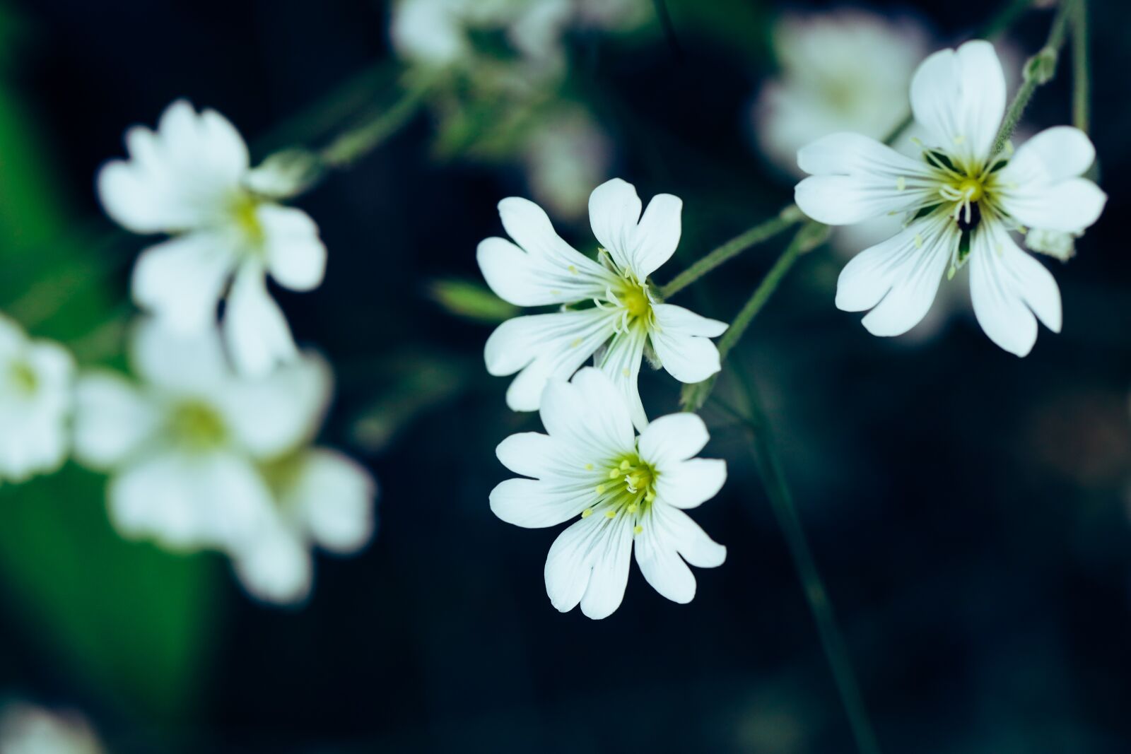 Canon EOS R sample photo. Flower, summer, nature photography