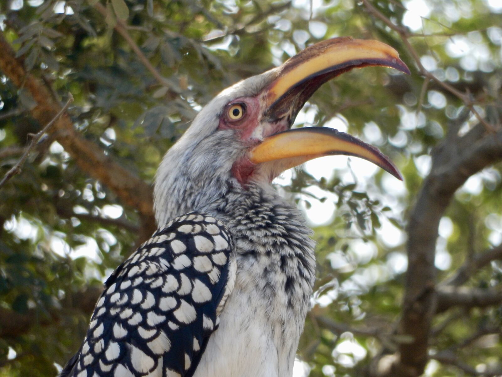 Nikon Coolpix S9900 sample photo. Open mouth, bananenvogel, south photography