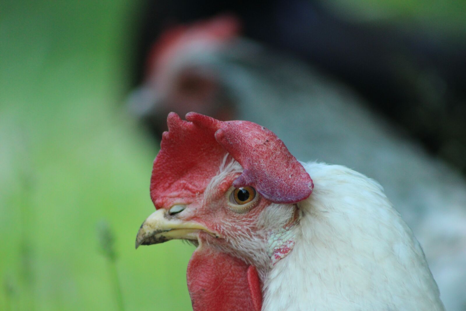 Canon EOS 700D (EOS Rebel T5i / EOS Kiss X7i) sample photo. Chicken, hen, poultry photography