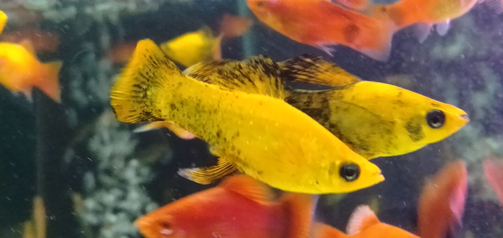 OPPO A3S sample photo. Fish, water, underwater photography