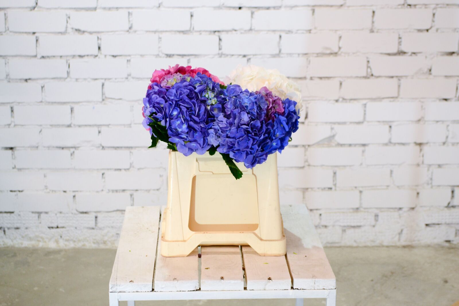 Nikon D3100 sample photo. Hydrangea, blooms, flower photography