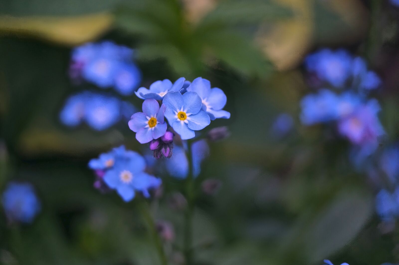 Sony SLT-A37 sample photo. Flower, plant, nature photography