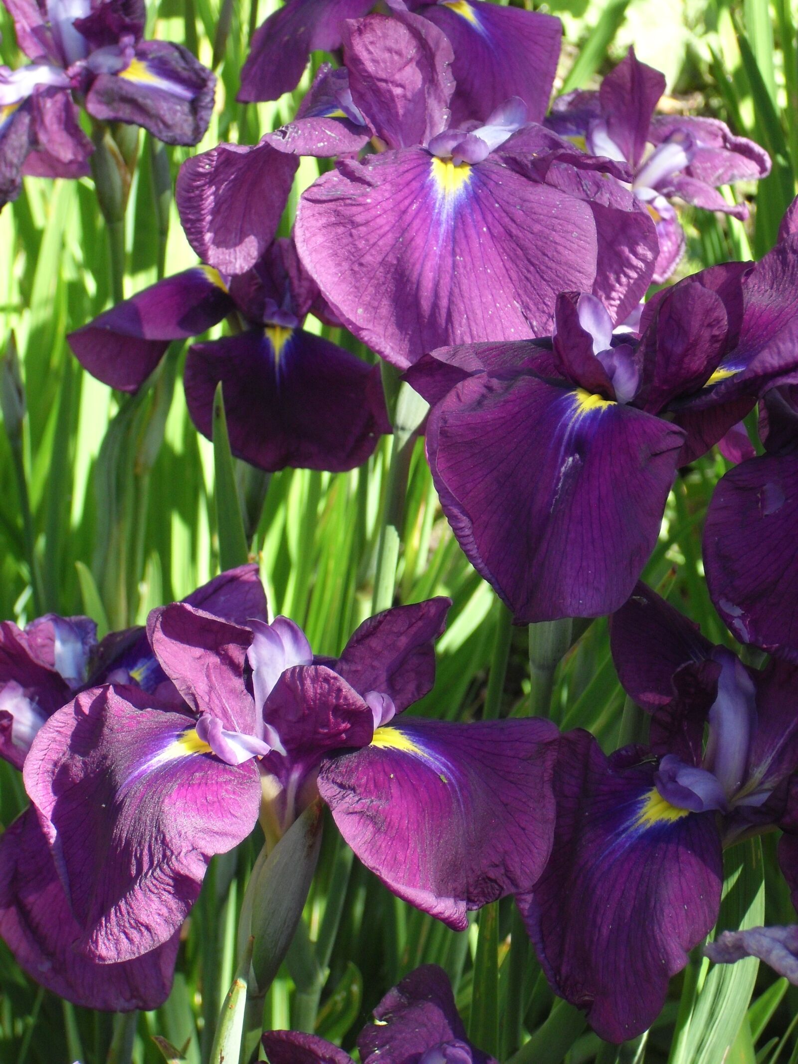 MEDION MD85863 sample photo. Purple, flower, iris photography