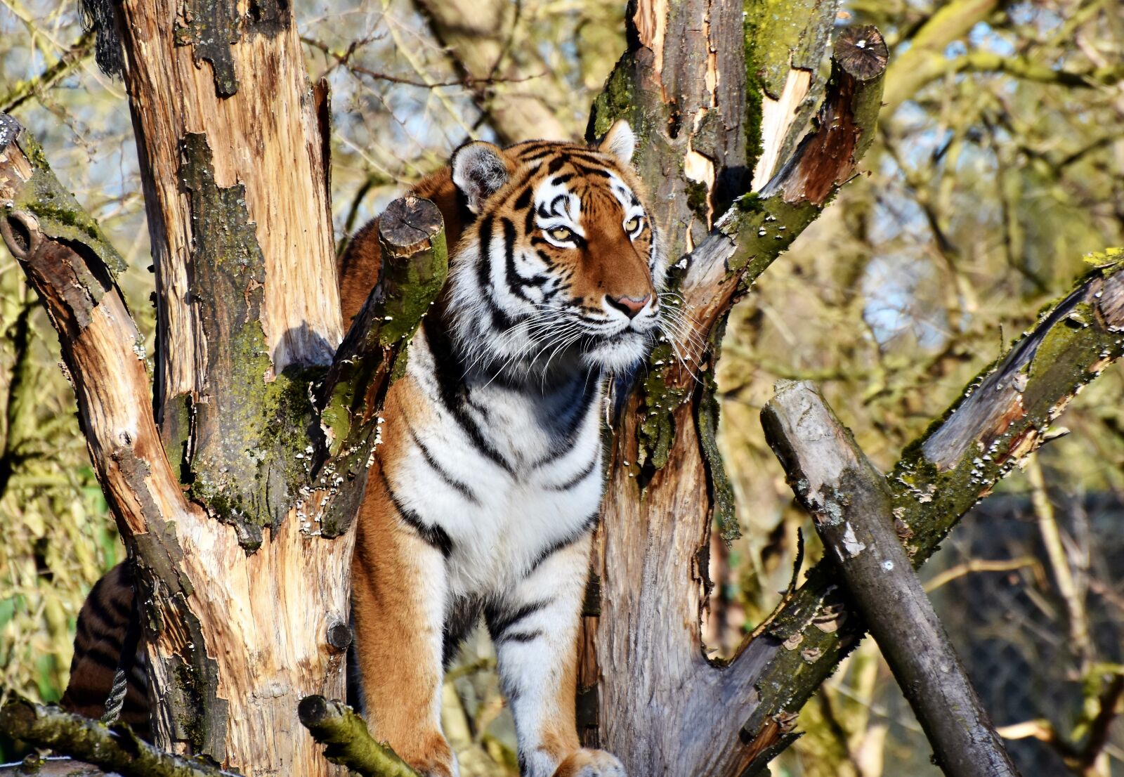 Nikon D7200 sample photo. Tiger, big cat, predator photography