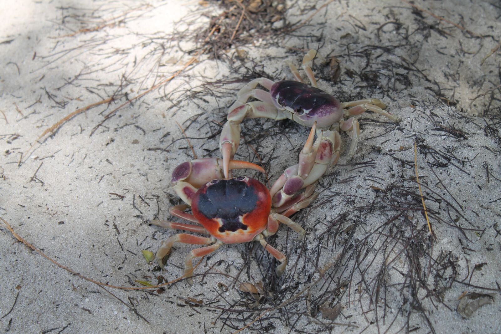 Canon EOS 1100D (EOS Rebel T3 / EOS Kiss X50) sample photo. Crabs, beach, nature photography