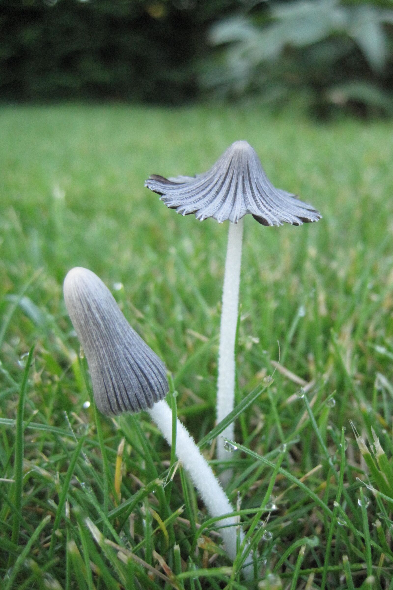 Canon PowerShot SD1200 IS (Digital IXUS 95 IS / IXY Digital 110 IS) sample photo. Nature, mushrooms, narrow photography
