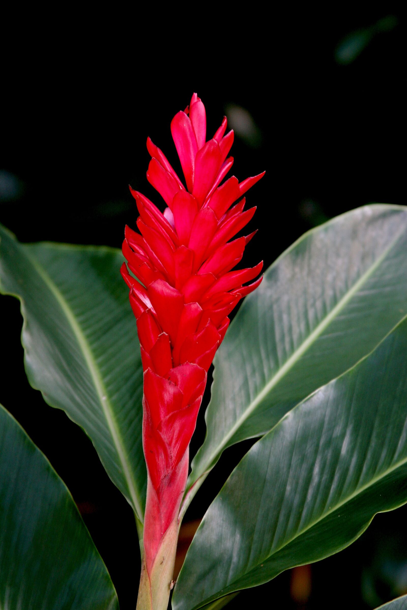 Canon EOS 20D sample photo. Wild ginger, hawaii, tropical photography