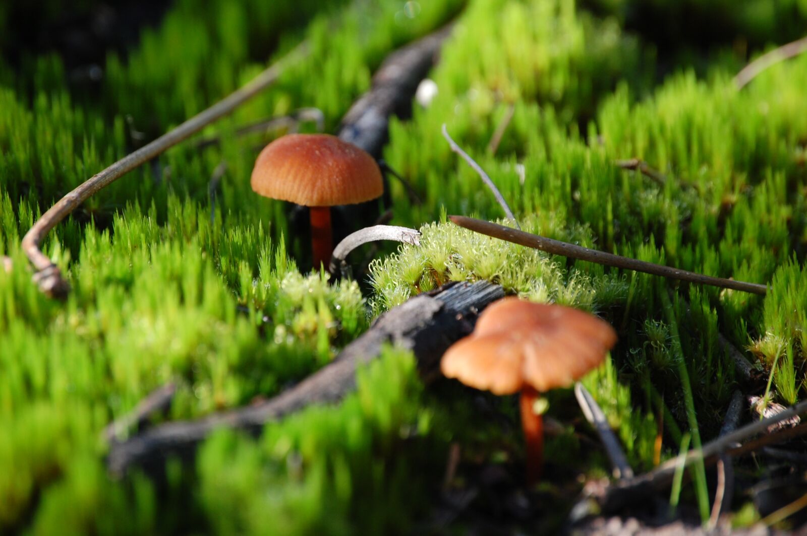 Nikon D40 sample photo. Mushrooms, forest, ground photography