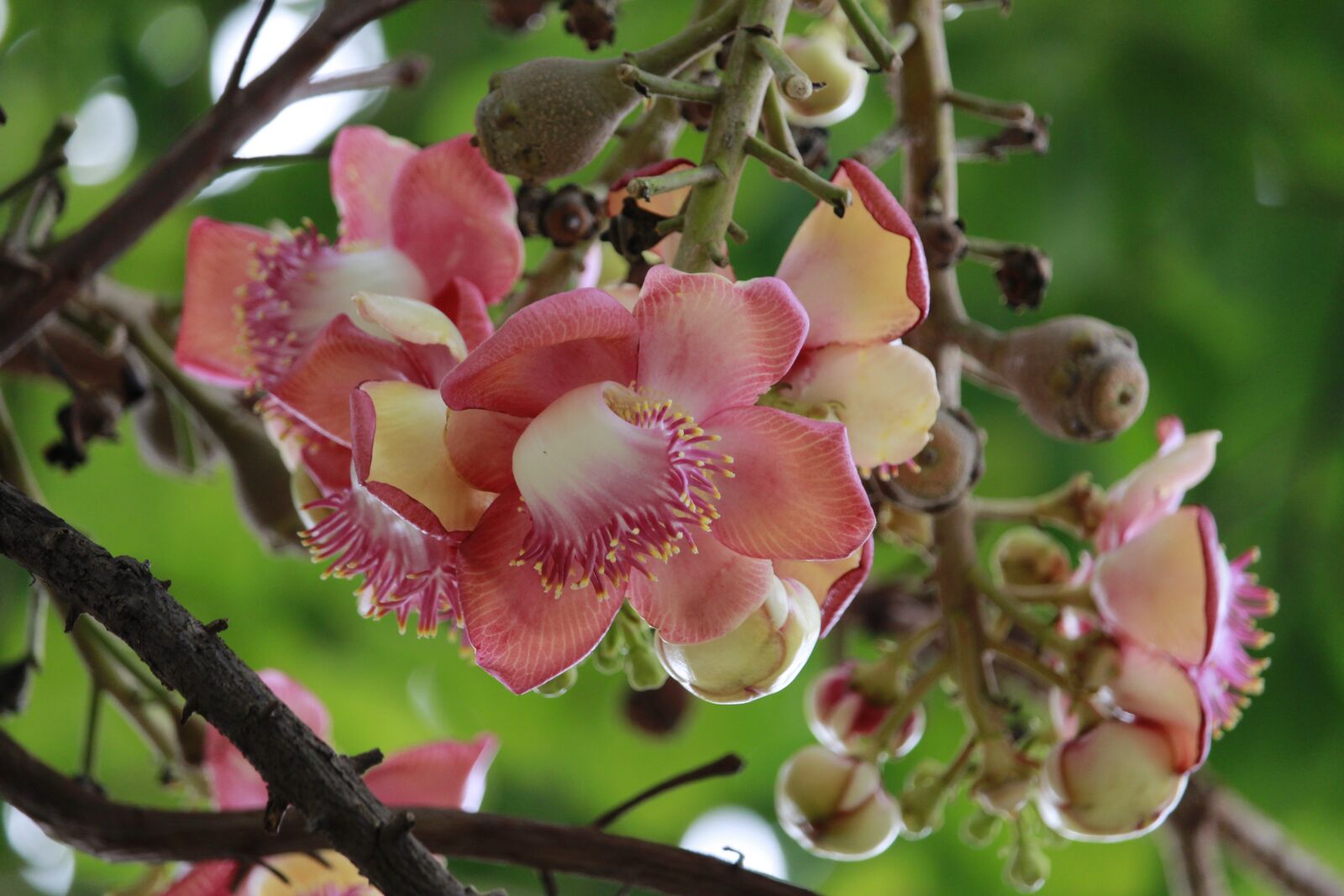 Canon EF-S 55-250mm F4-5.6 IS STM sample photo. Flowers, tree, nature photography