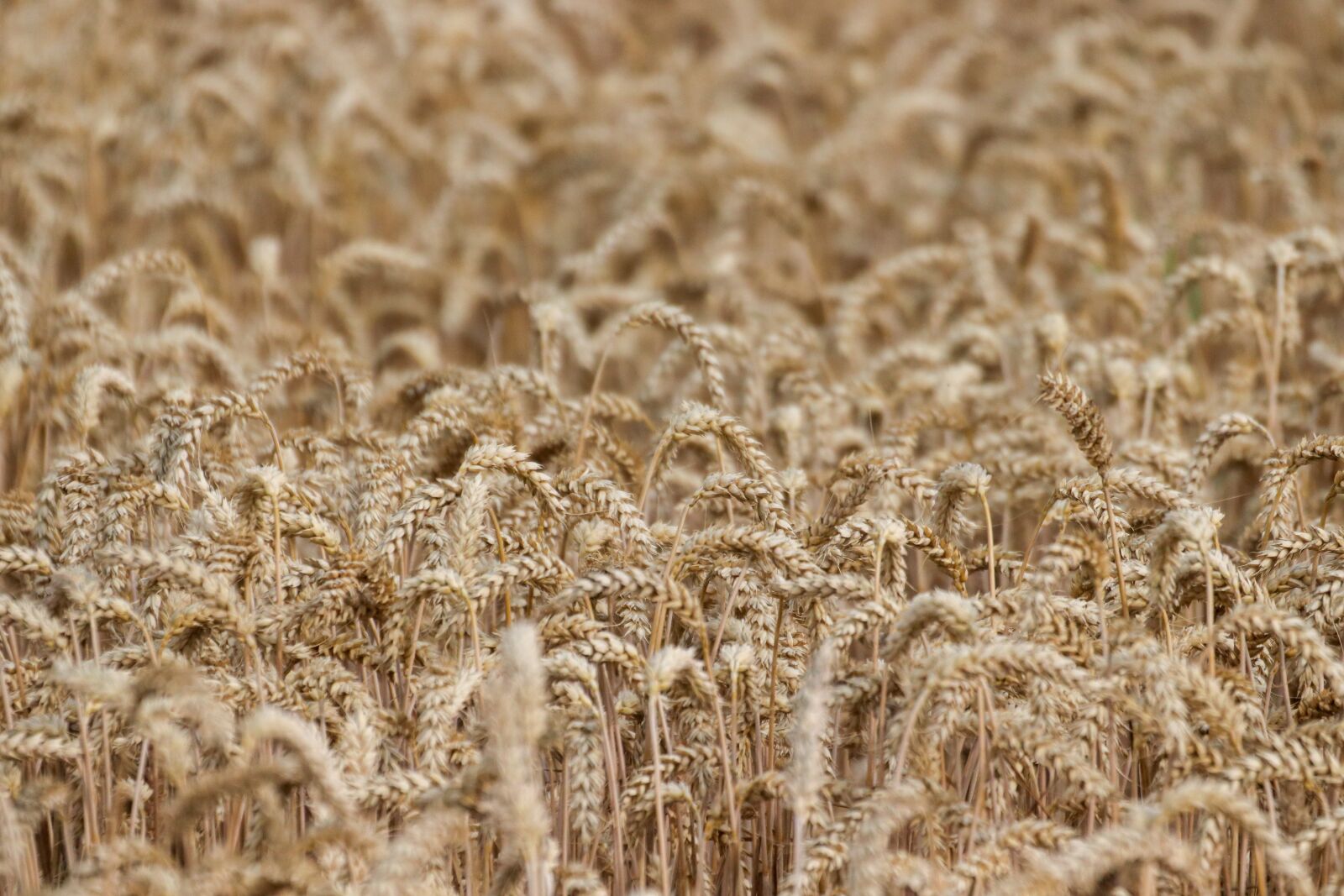 Canon EOS 800D (EOS Rebel T7i / EOS Kiss X9i) sample photo. Cereals, summer, field photography