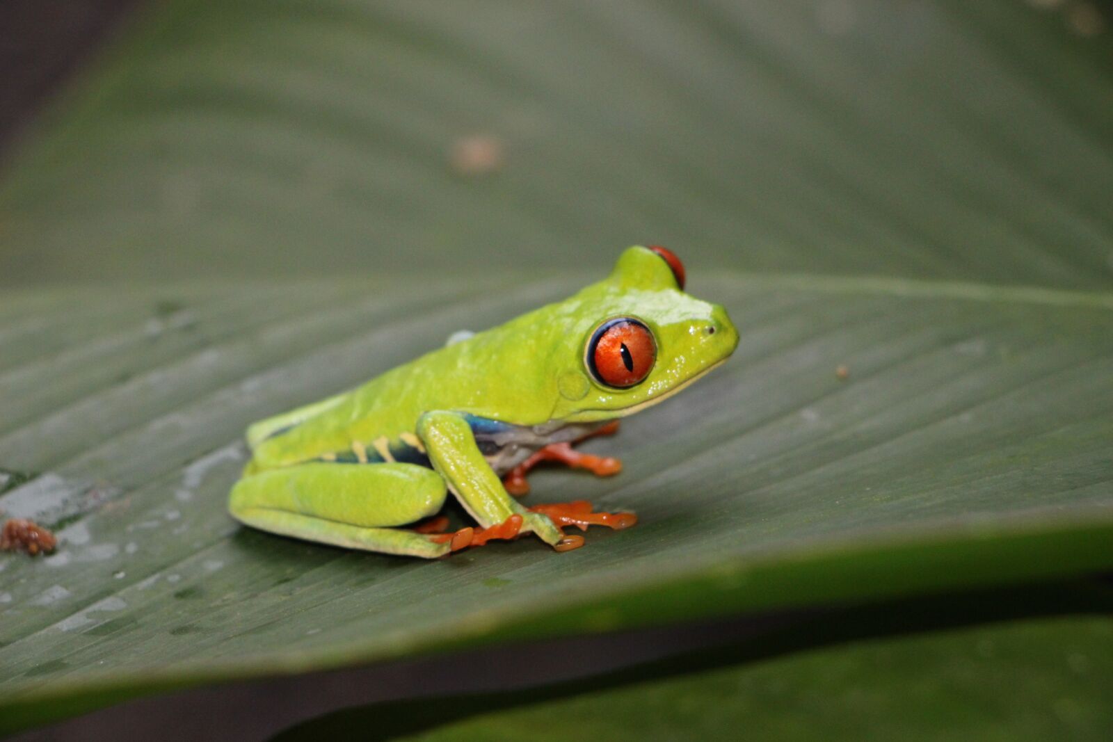 Canon EOS 100D (EOS Rebel SL1 / EOS Kiss X7) sample photo. Red-eye frog, red-eyed tree photography