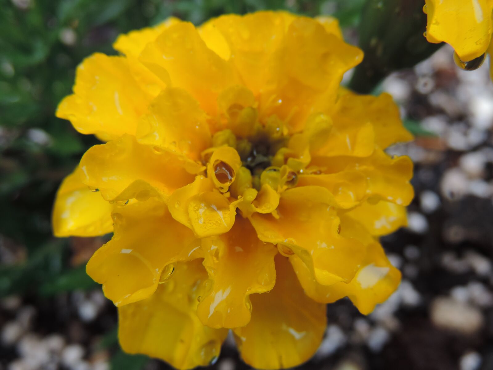 Nikon Coolpix P520 sample photo. Marigold, yellow, blossom photography