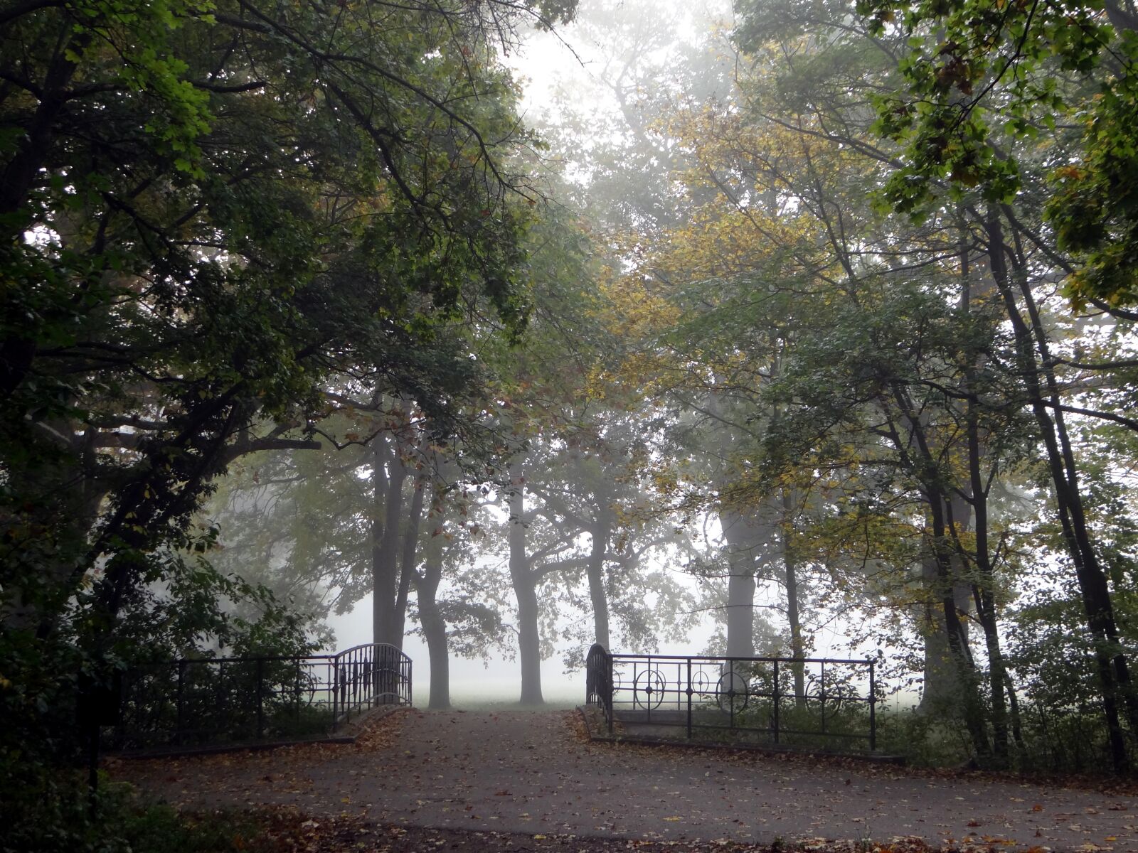 Sony Cyber-shot DSC-HX100V sample photo. Autumn, fog, forest photography