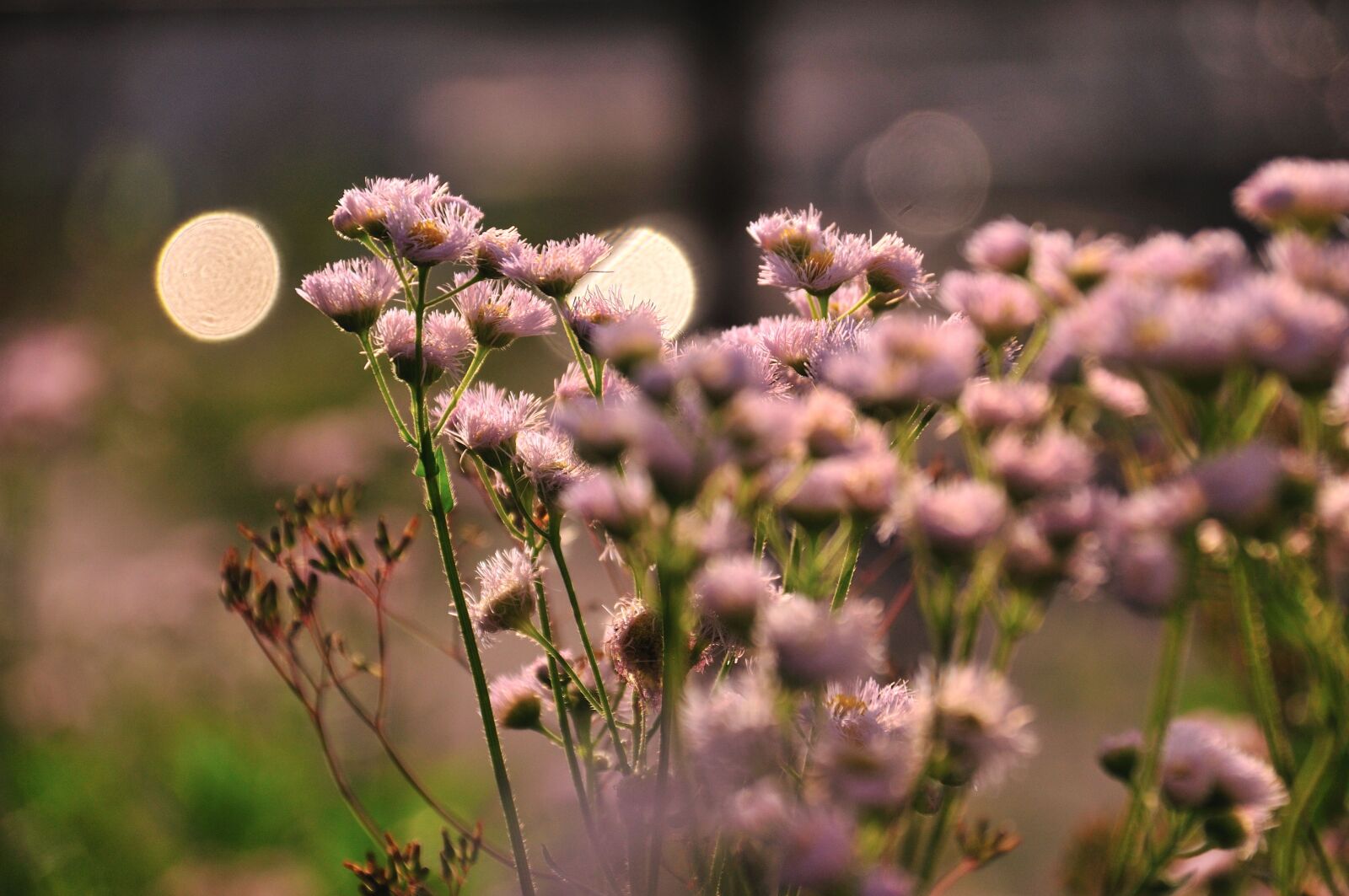 Nikon D300S sample photo. Thistle, landscape, flowers photography