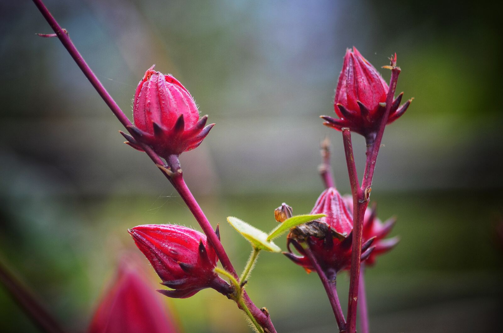 Nikon D5100 sample photo. Bud, irish, phk photography
