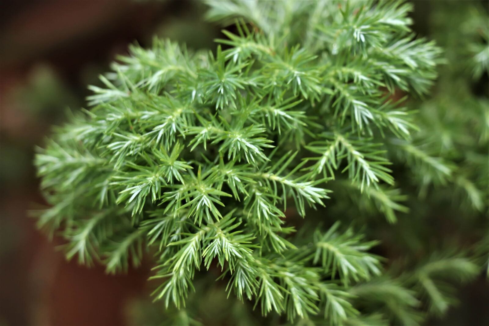 Canon EOS 77D (EOS 9000D / EOS 770D) sample photo. Plant, green, greens photography