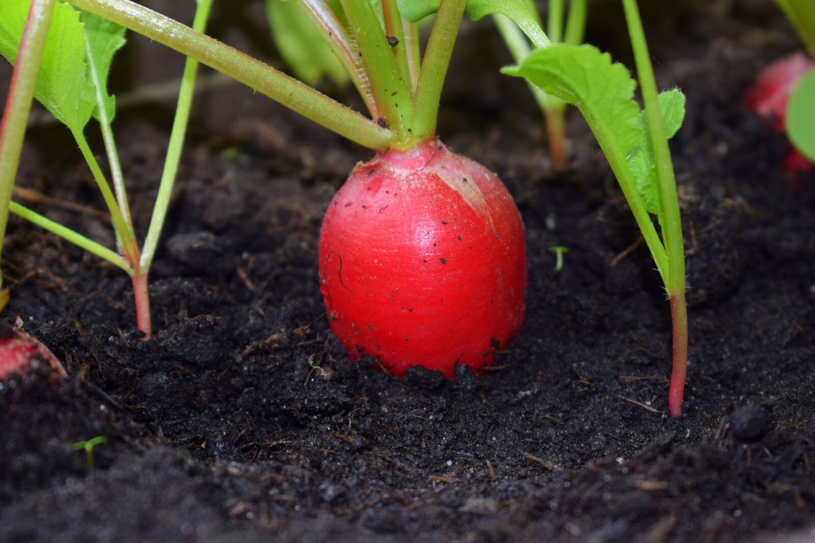 Nikon D3300 sample photo. Root, earth, agriculture photography