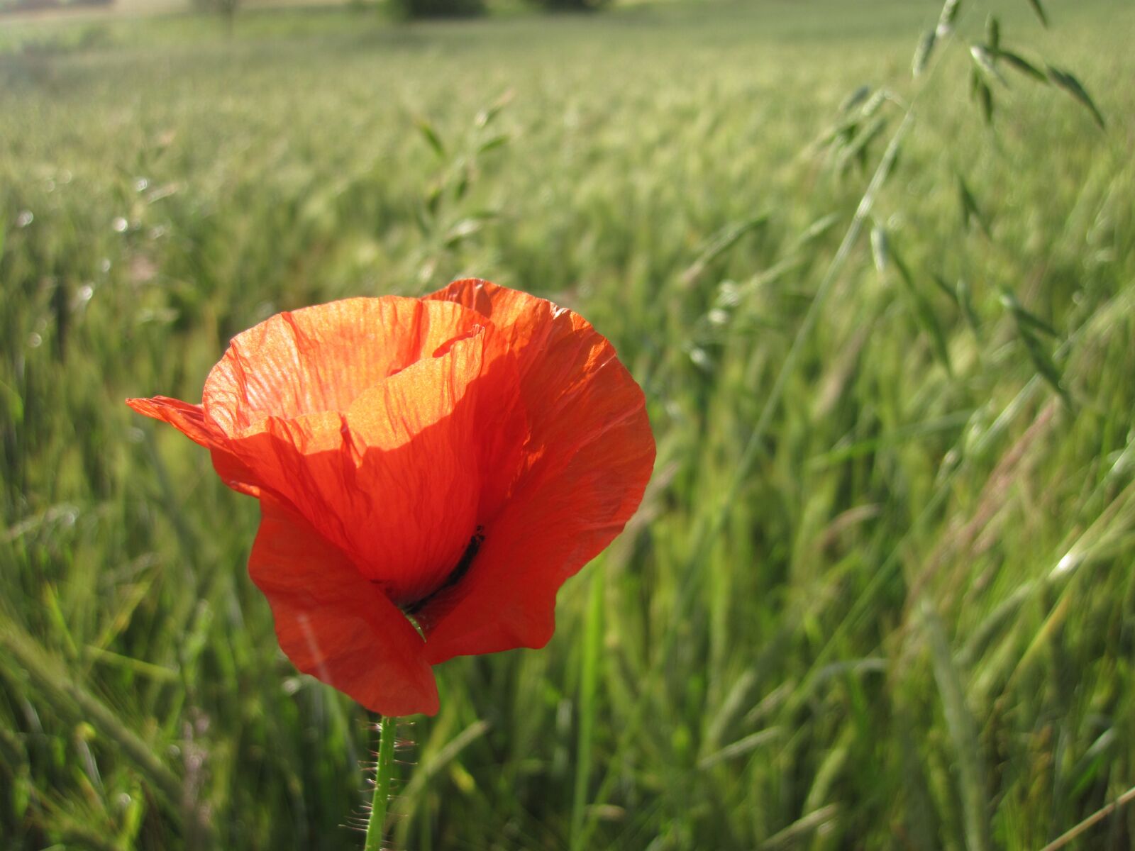 Canon PowerShot D10 sample photo. Poppy, red, meadow photography