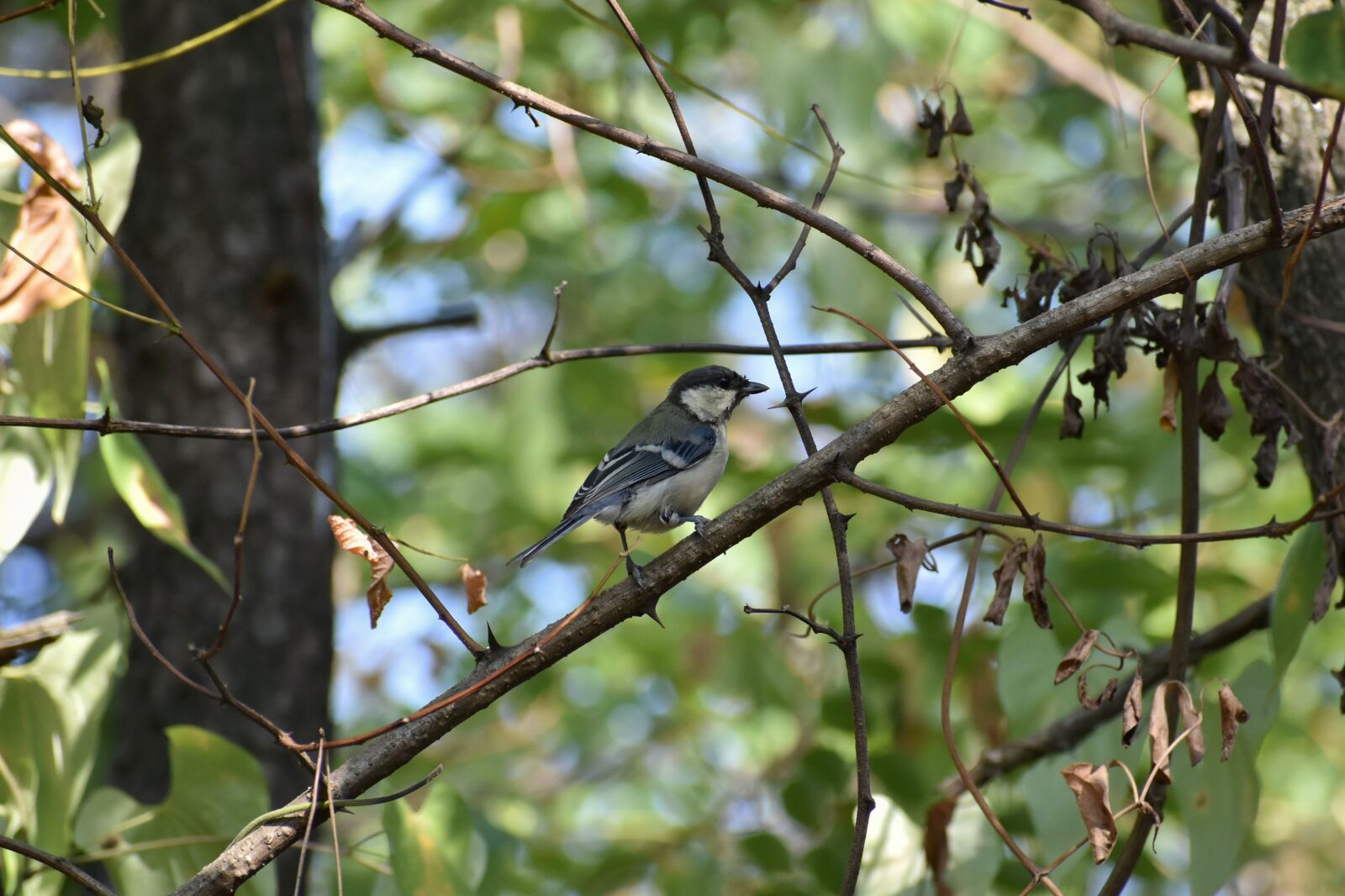 Nikon D7200 sample photo. Animal, forest, wood photography
