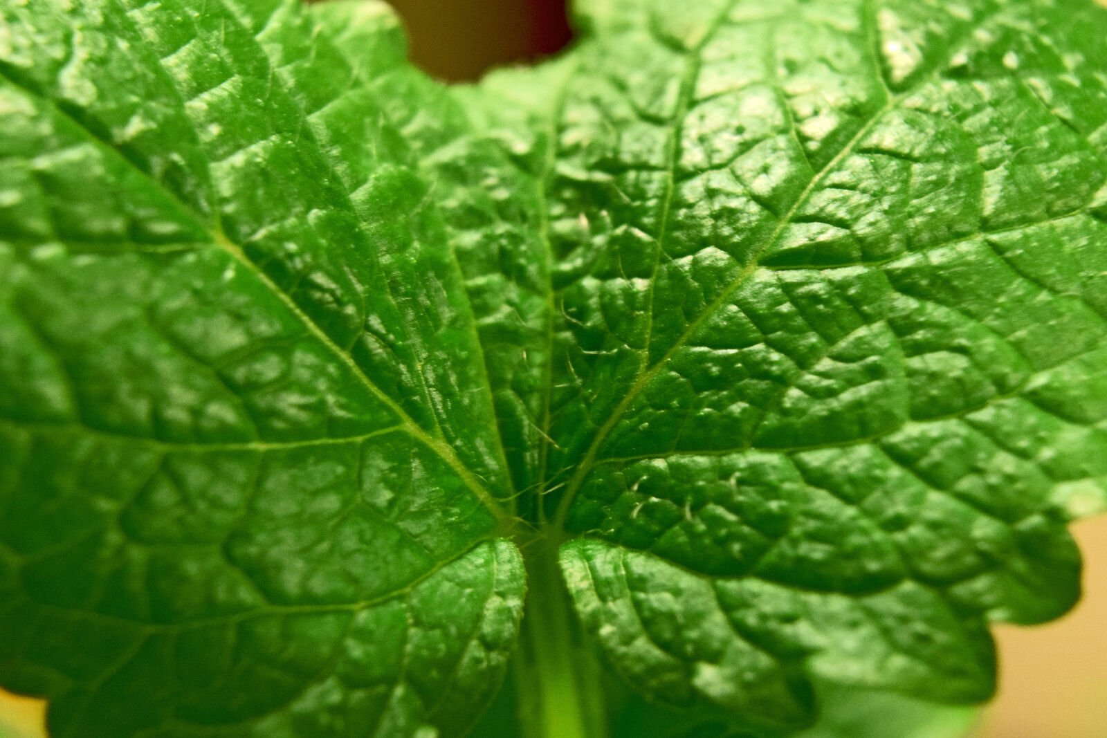 Nikon D3300 sample photo. Leaf, lemon, balm, melisa photography