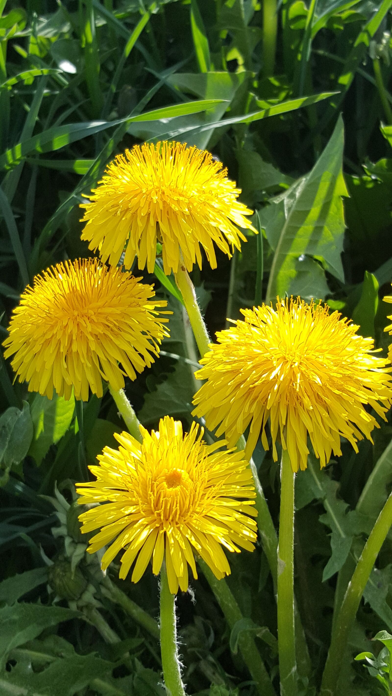 Samsung Galaxy S6 sample photo. Dandelion, blossom, bloom photography
