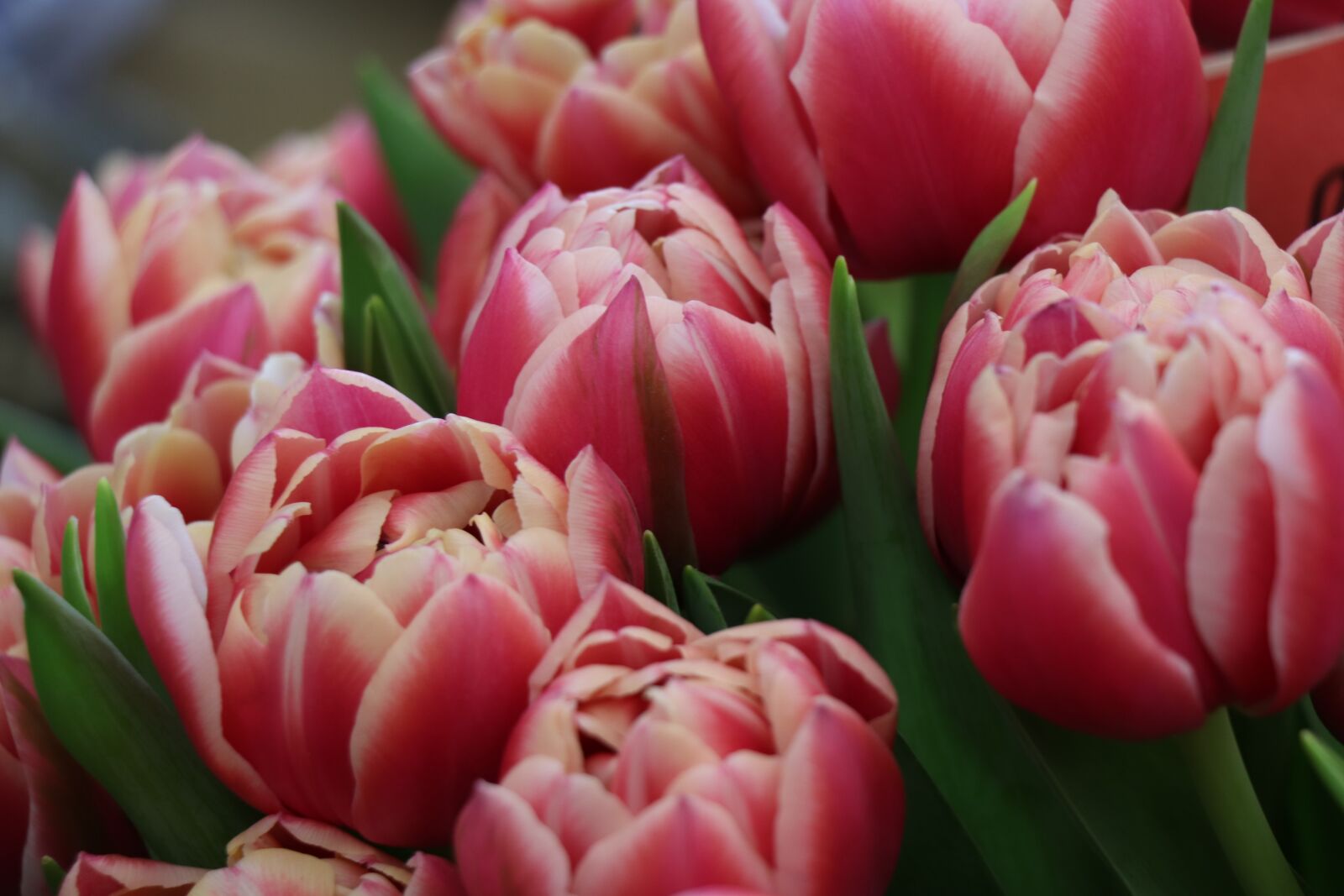 Canon EOS 77D (EOS 9000D / EOS 770D) sample photo. Tulips, bouquet, spring photography