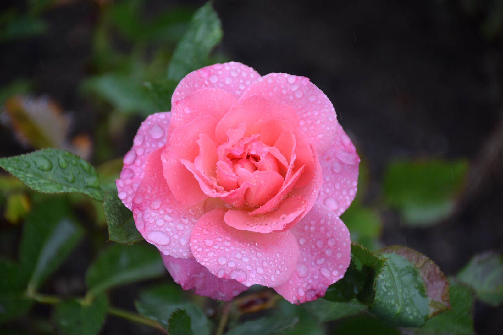 Nikon D5300 sample photo. Rose, raindrop, nature photography