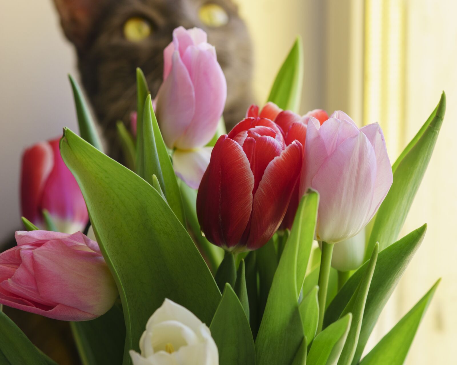 85mm F1.4 sample photo. Tulips, flowers, spring photography