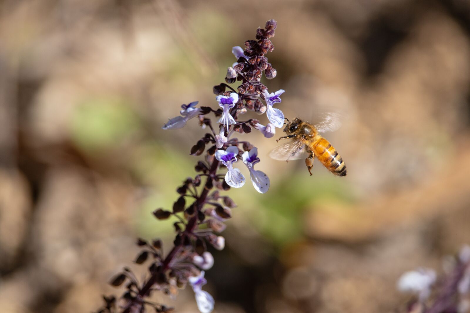 Canon EOS 200D (EOS Rebel SL2 / EOS Kiss X9) sample photo. Bee, nature, outdoors photography