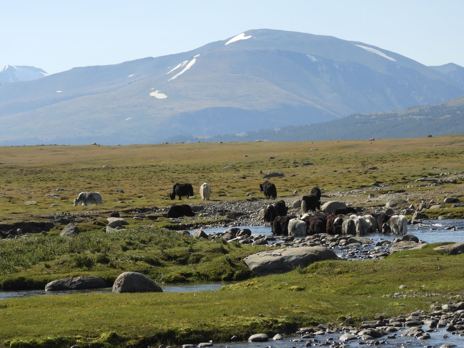 Nikon Coolpix B700 sample photo. Mongolia, yaki, summer photography