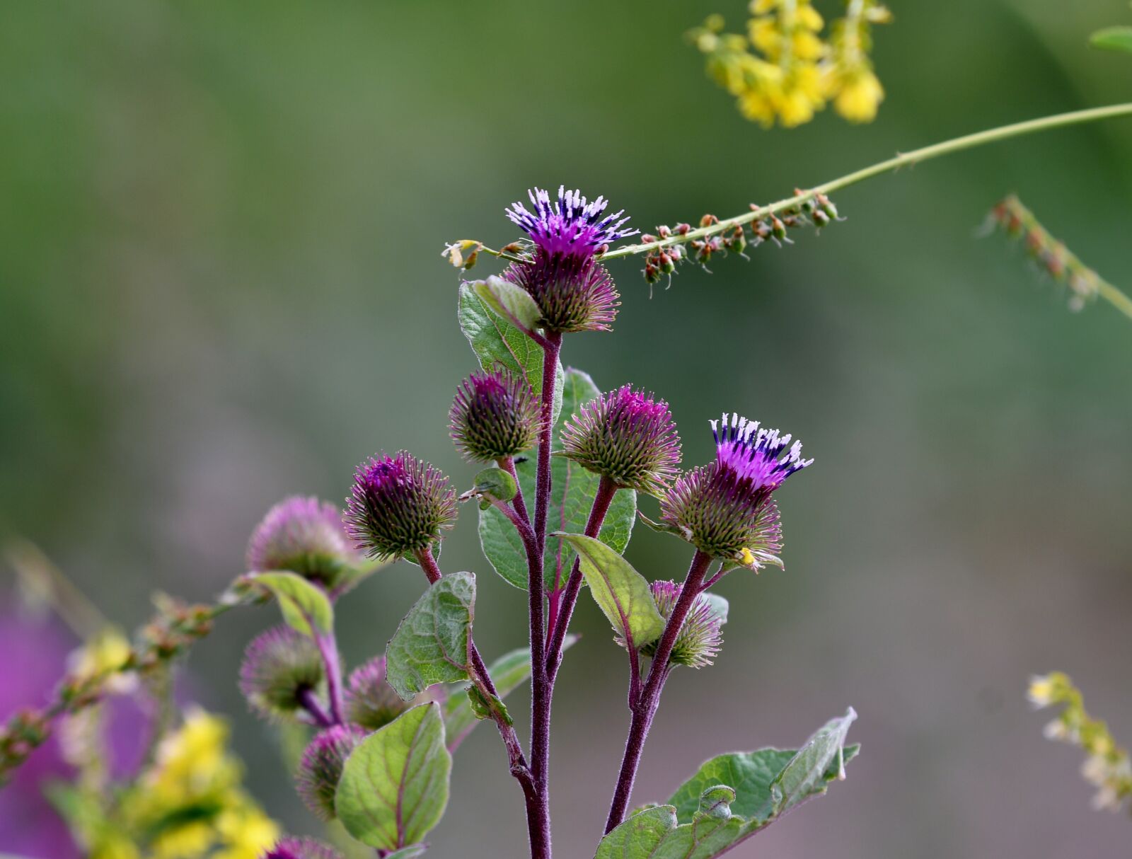 Nikon D500 sample photo. Thistles, plant, summer photography