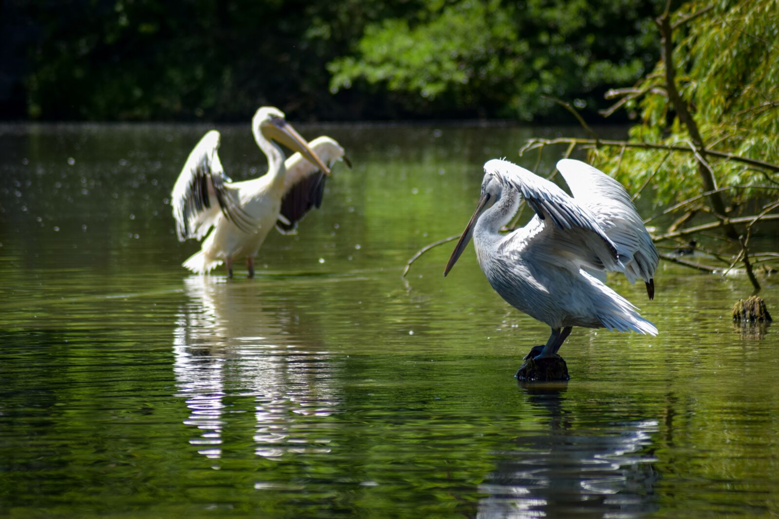 Nikon D5300 sample photo. Pelikan, water, bird photography