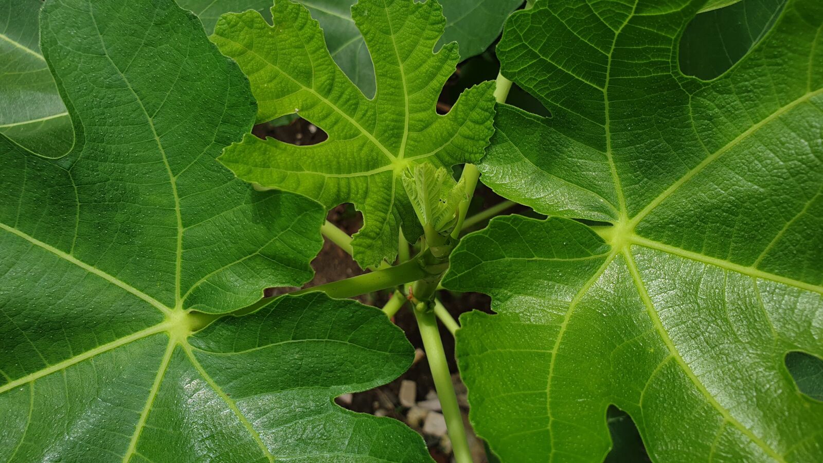 Samsung Galaxy Note9 sample photo. Green, nature, garden photography