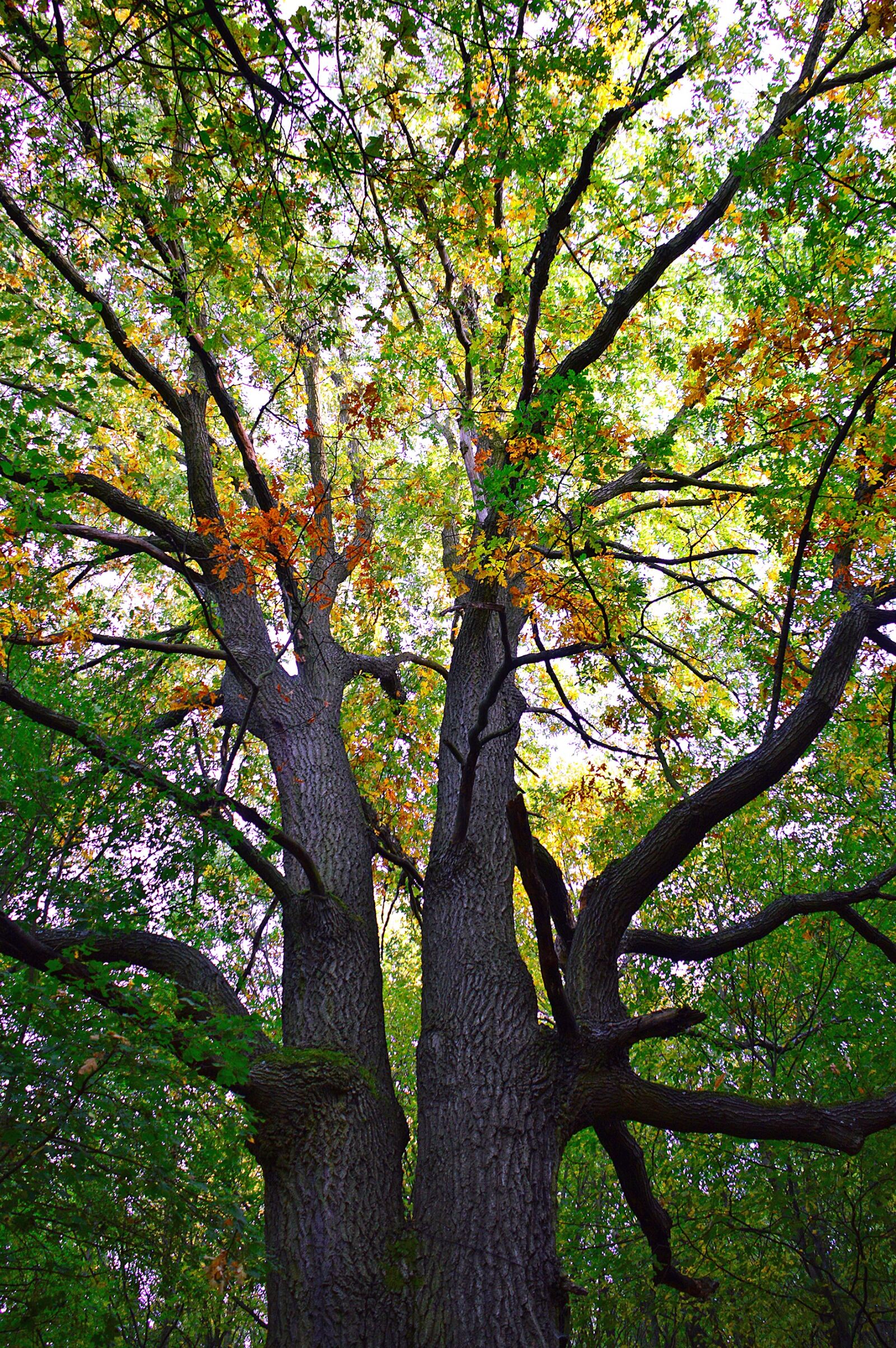 Nikon D3200 sample photo. Autumn, holidays, color photography