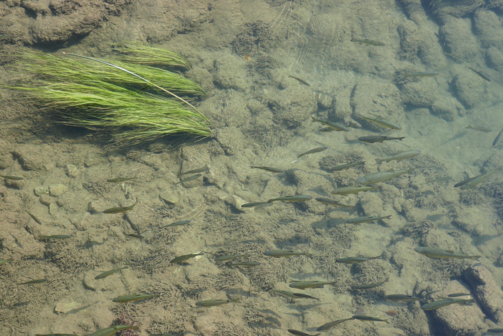 Panasonic DMC-TZ101 sample photo. Fish, clear water, grass photography