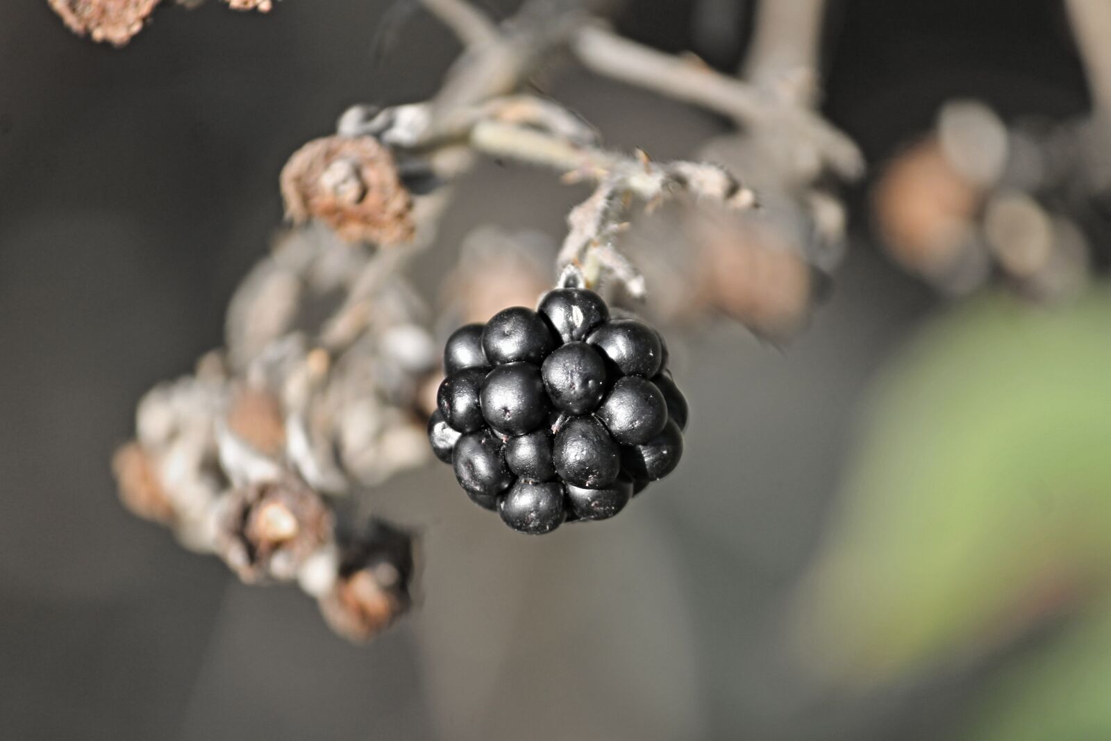 Canon EOS 1100D (EOS Rebel T3 / EOS Kiss X50) sample photo. Blackberry, berry fruit, fruit photography