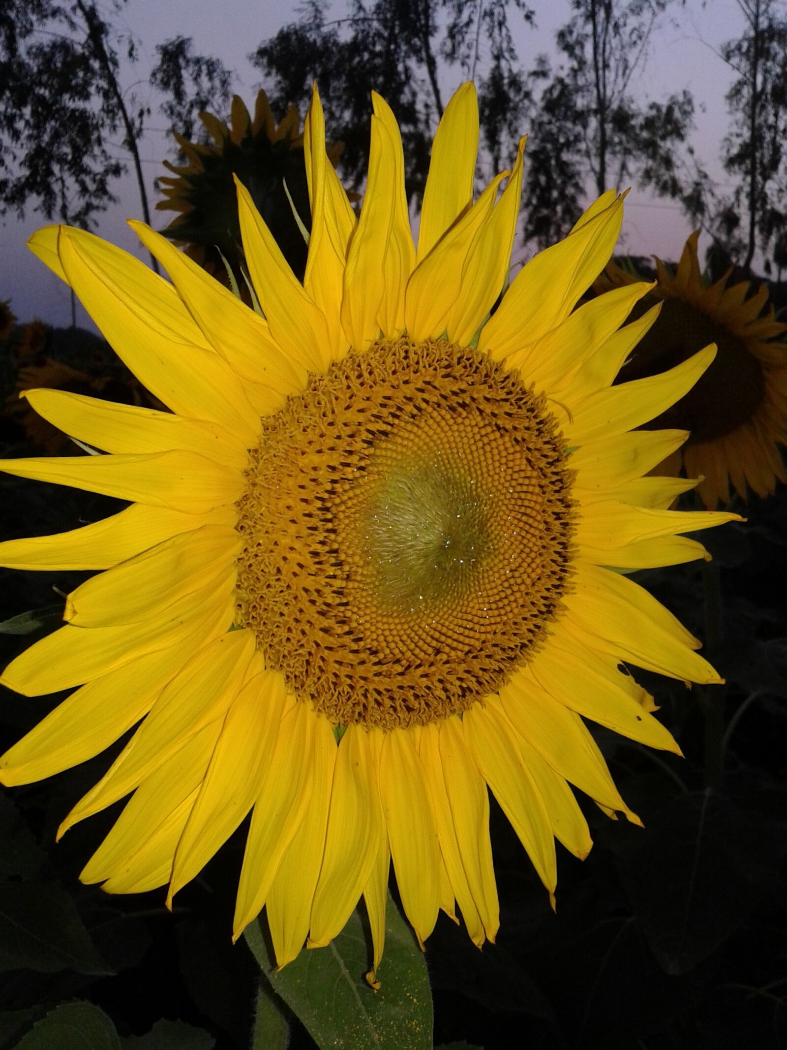 Samsung Galaxy Core Prime sample photo. Sunflower, beauty, yellow photography
