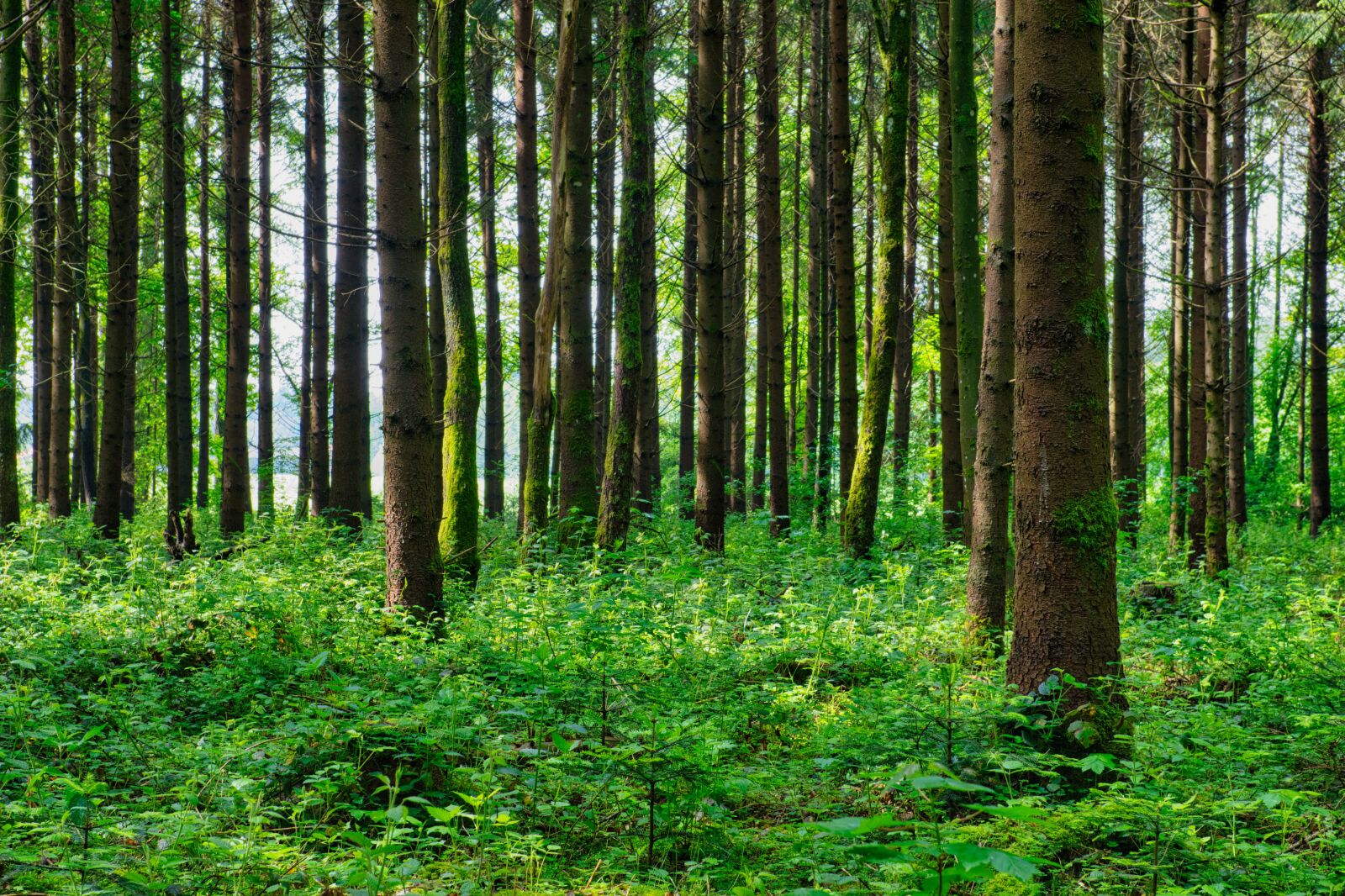 Nikon D7500 sample photo. Forest, trees, strains photography
