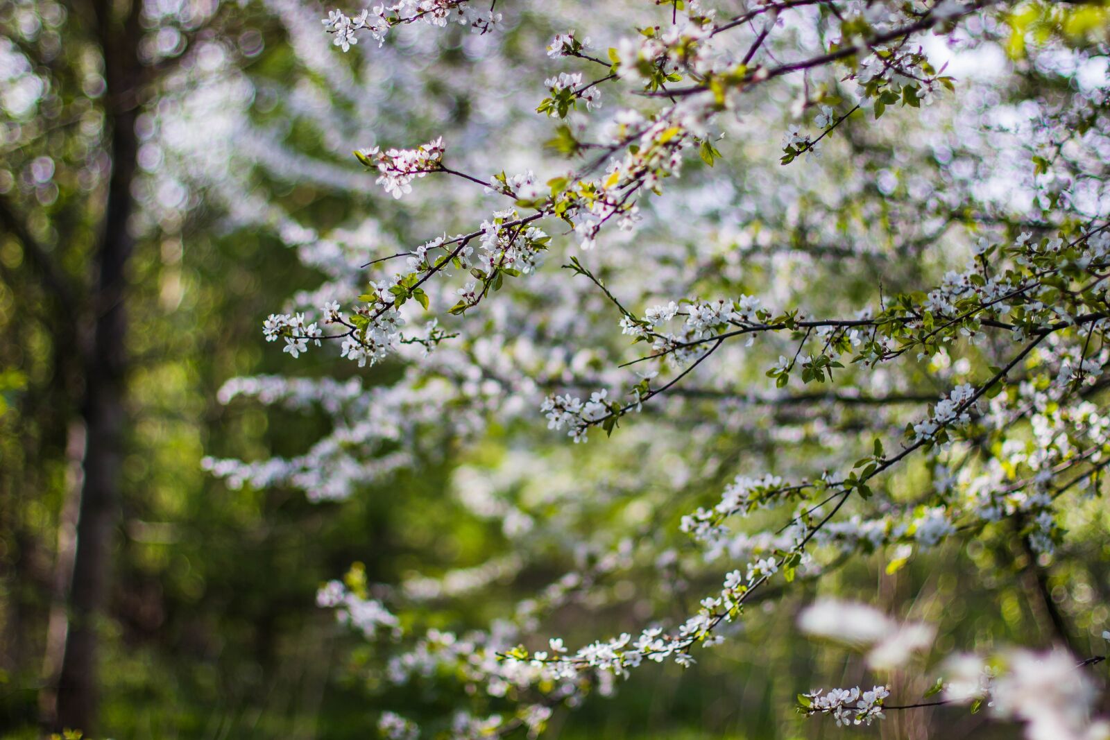 Canon EOS 600D (Rebel EOS T3i / EOS Kiss X5) + Canon EF 50mm F1.4 USM sample photo. Bloom, blossom, flora photography