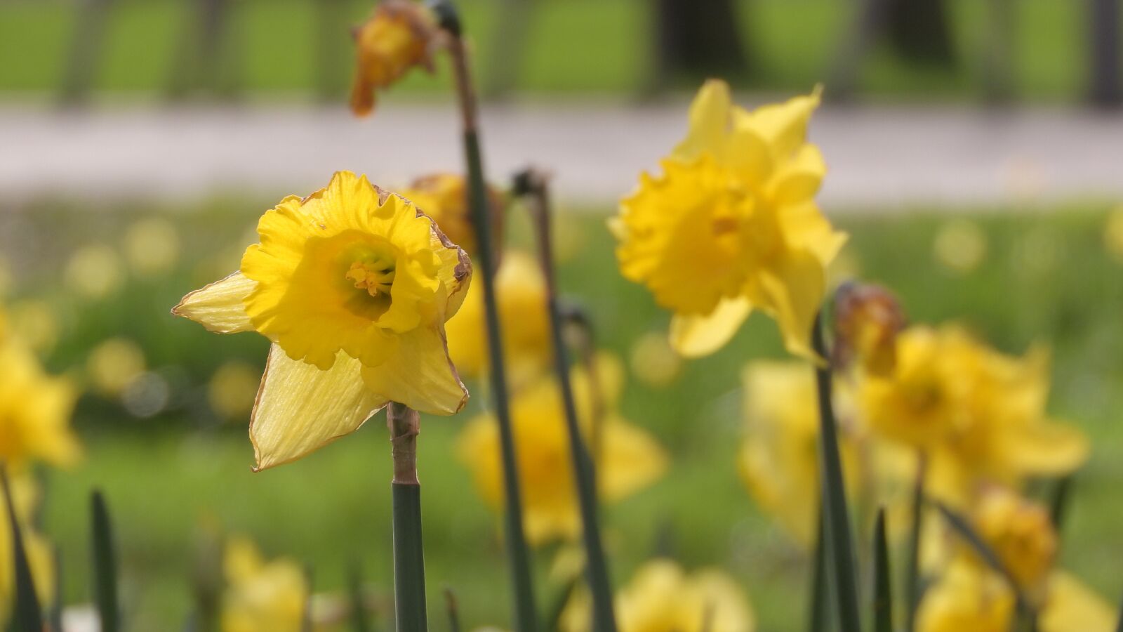 Nikon Coolpix P610 sample photo. Daffodil, spring flowers, spring photography